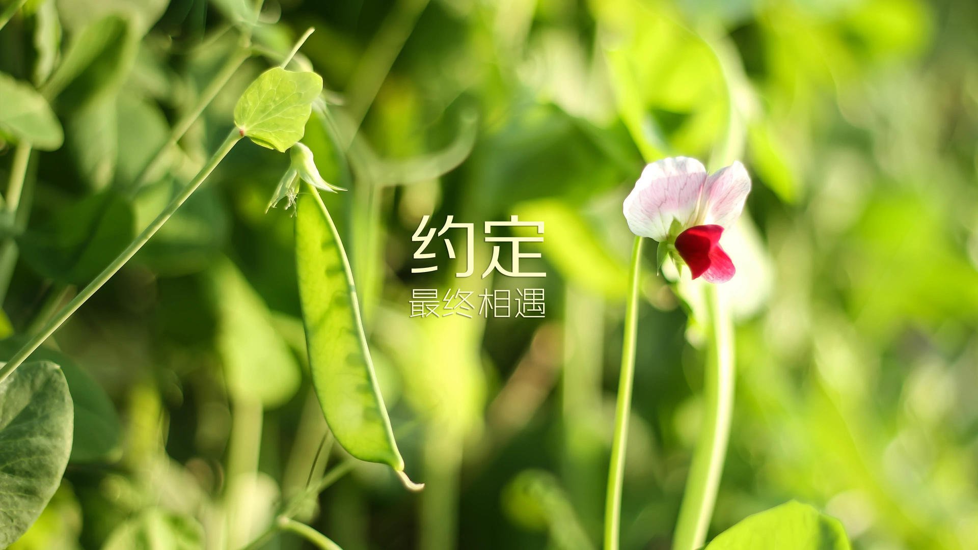凯恩·瑞安：在全黑队中扮演着至关重要的角色，凯恩化身泰瑞昂