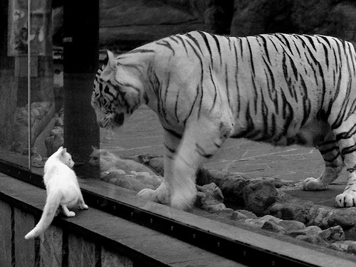 斯洛伐克女篮在欧洲预赛中表现优异,迈向奥运资格,斯洛伐克队欧洲杯大名单