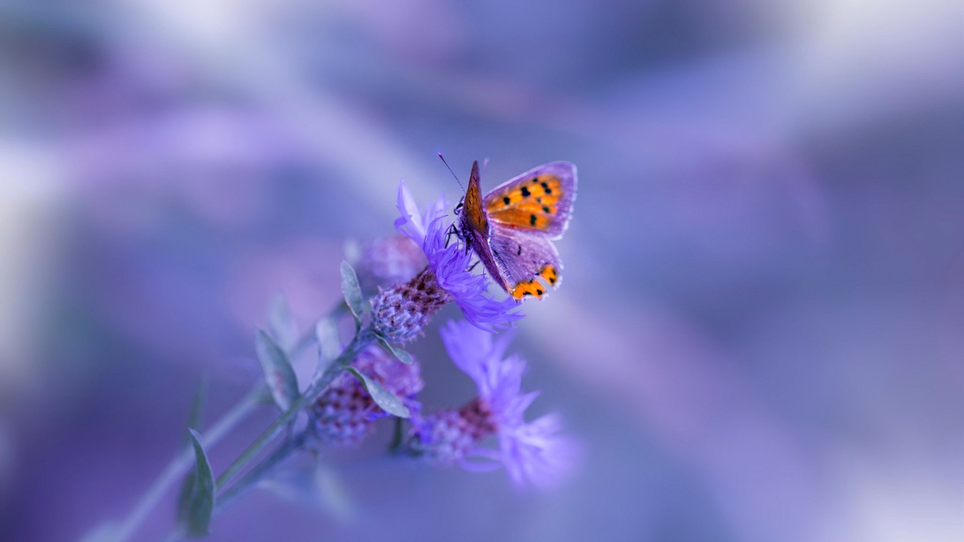 普费夫跳台赛场表现引发热议，俄罗斯普费普费舞会