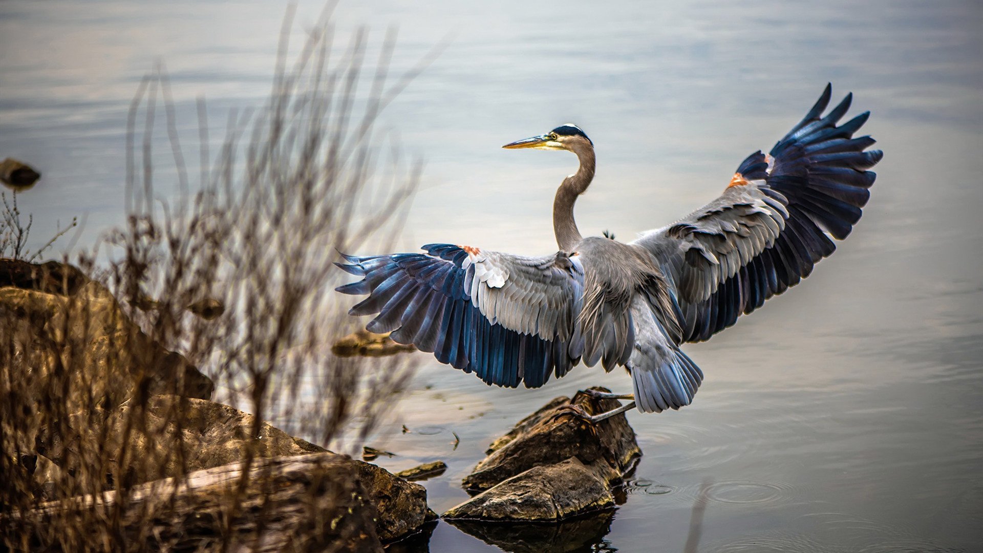 法甲未来之星：新秀崛起，冉冉升起！，法甲最佳新秀