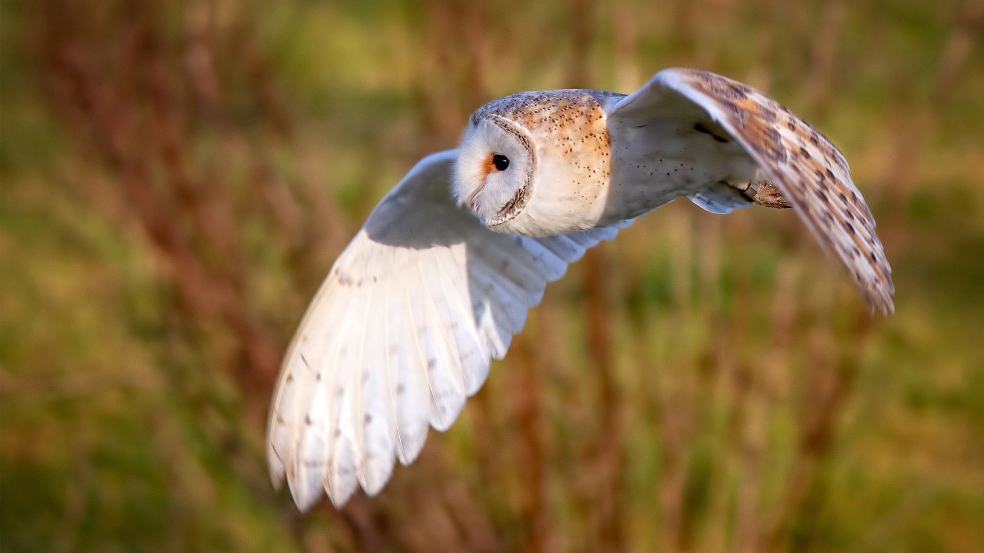 法甲超级快攻：瞬间突击赢得满堂喝彩，法甲激烈