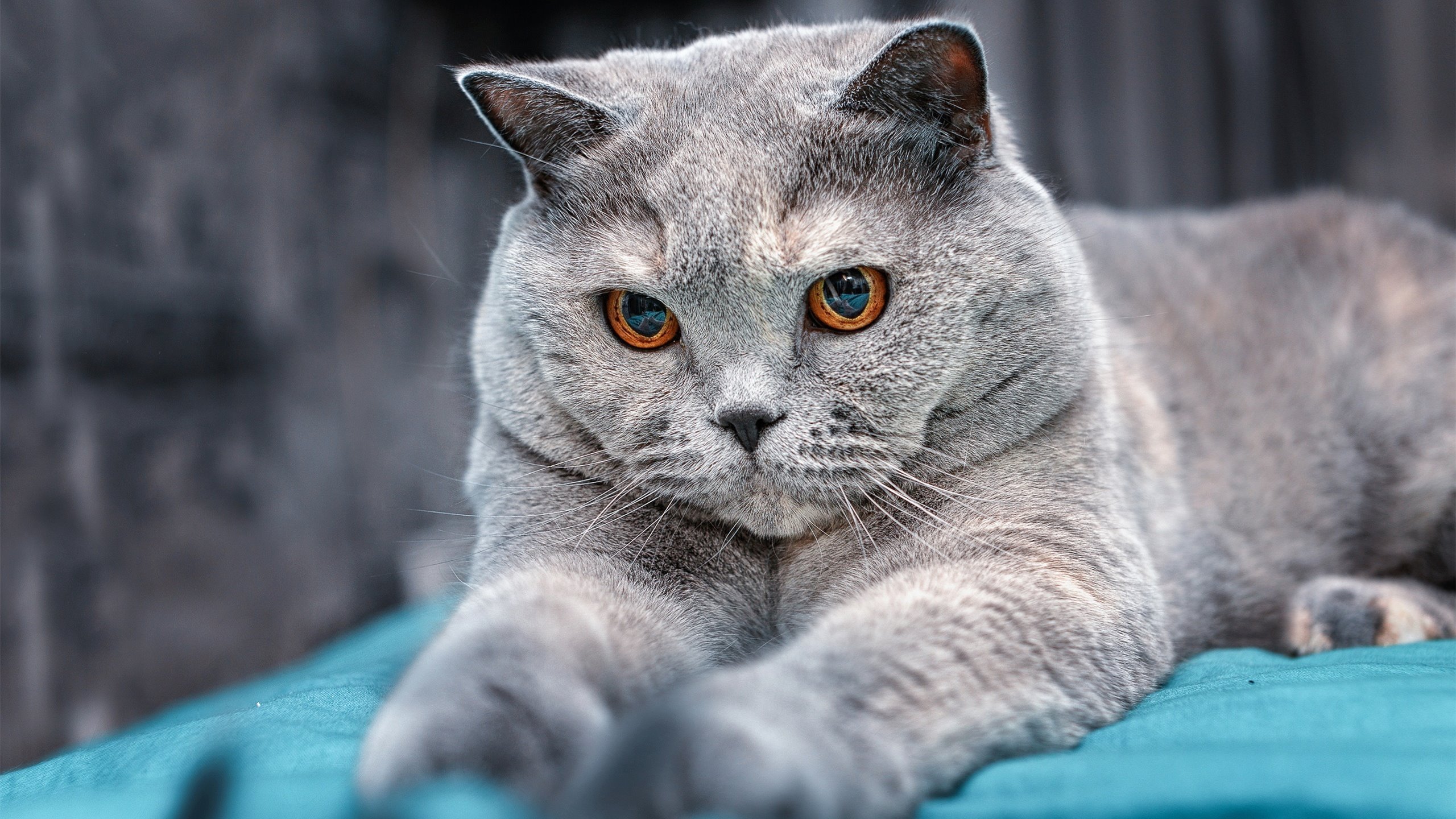 九游官网下载电脑版-热火新秀爆发成球队黑马，热火 新秀