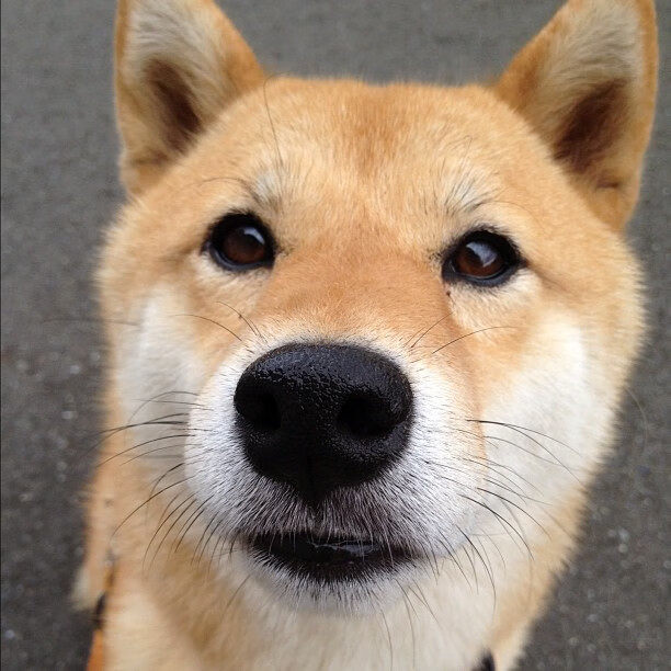 自由泳个人赛韩国新星崭露头角,自由泳金牌视频