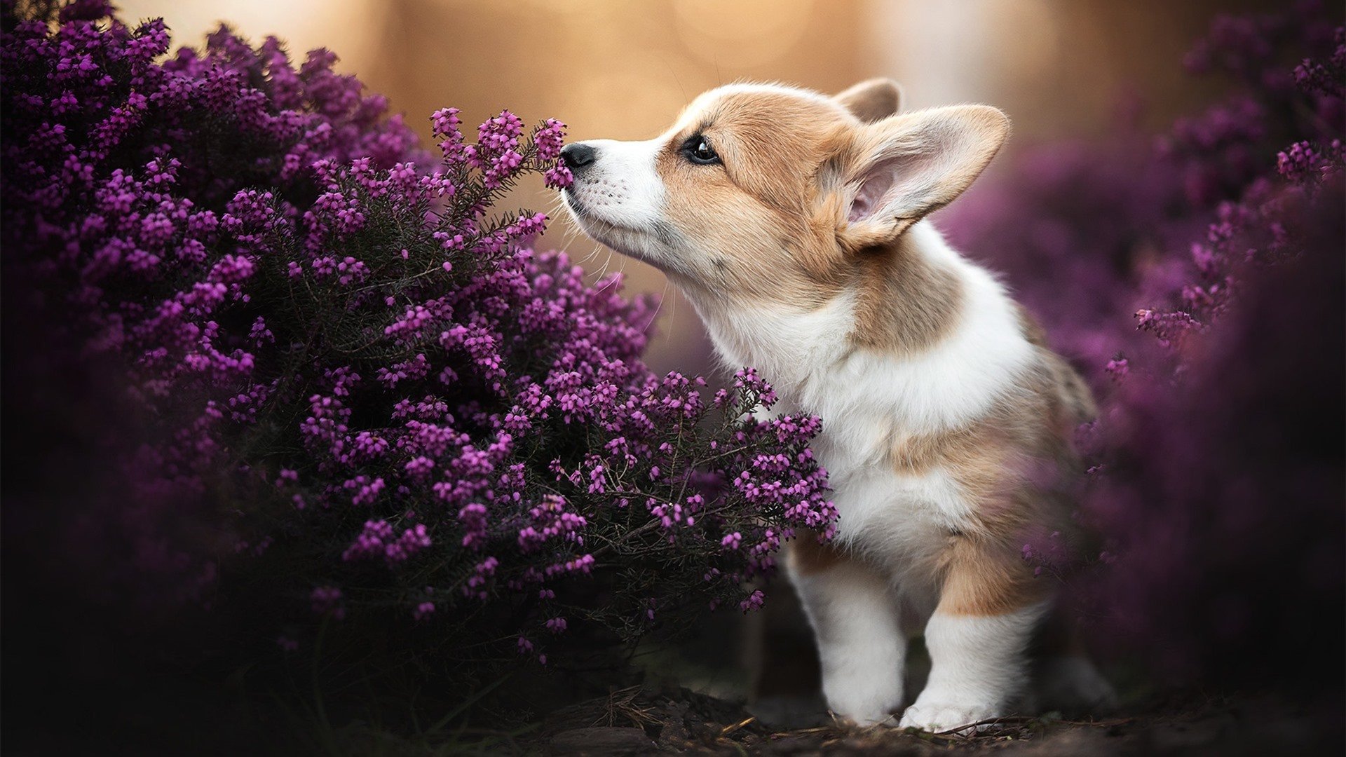 九游（jiuyou.com）游戏-赛季转会窗口消息汇总，2021到2022赛季转会